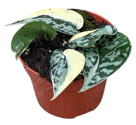 Scindapsus 'Mayari Variegata'