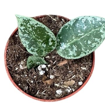 Hoya lacunosa 'Snow Leopard'