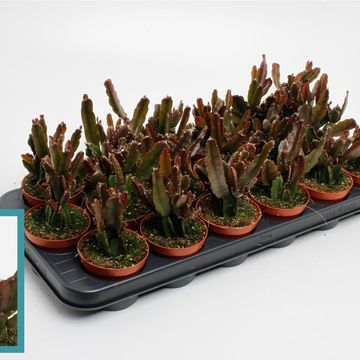 Rhipsalis agudoensis