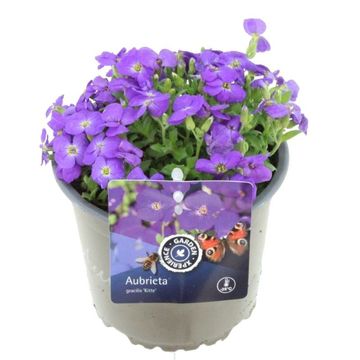 Aubrieta gracilis 'Kitte'