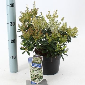 Pieris japonica 'Debutante'