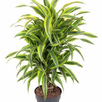 Dracaena fragrans 'Lemon Lime'