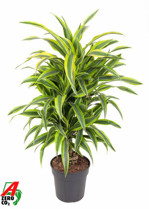 Dracaena fragrans 'Лемон Лайм'