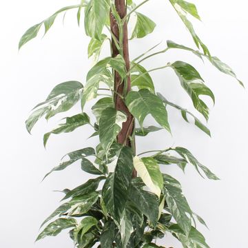 Epipremnum pinnatum 'Albo Variegata'