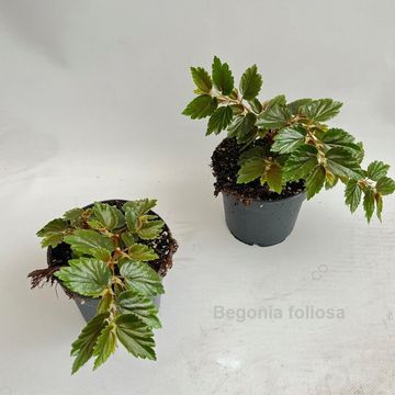 Begonia foliosa