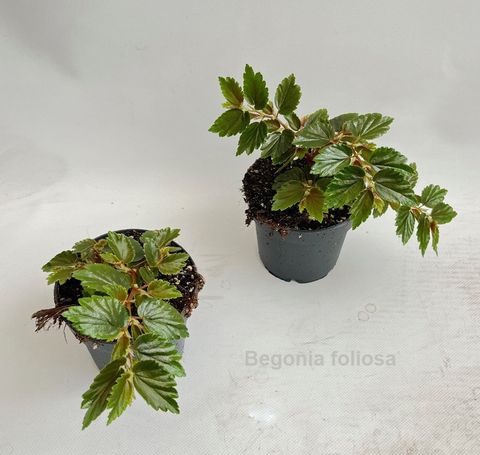 Begonia foliosa