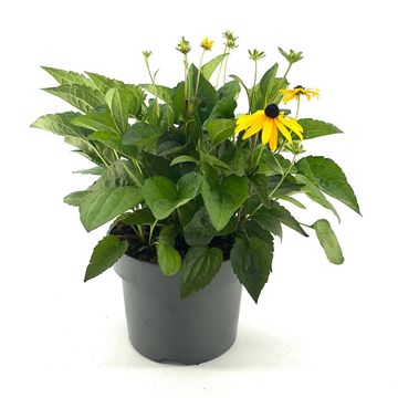 Rudbeckia fulgida 'Goldsturm'