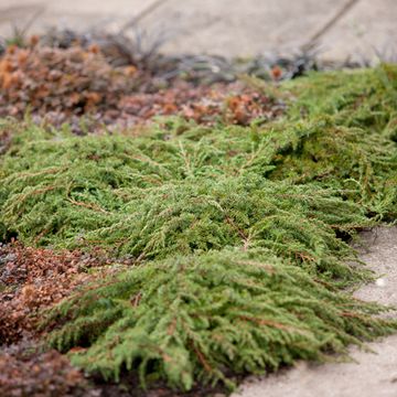 Juniperus communis 'Green Carpet'