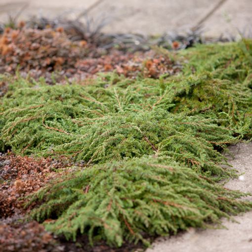 Juniperus communis 'Green Carpet' (Bremmer Boomkwekerijen)