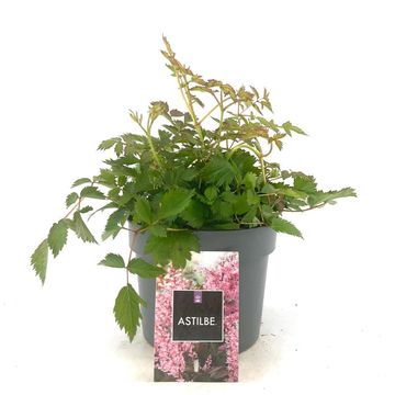 Astilbe 'Hennie Graafland'