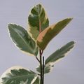 Ficus elastica 'Tineke'