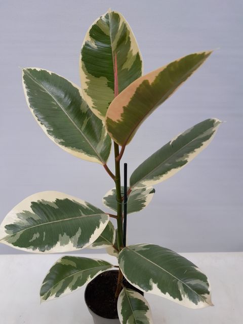 Ficus elastica 'Tineke'