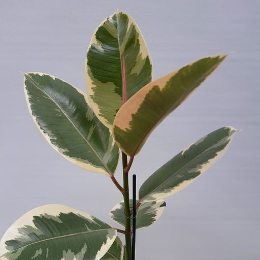 Ficus elastica 'Tineke'