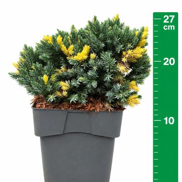 Juniperus squamata 'Floreant'