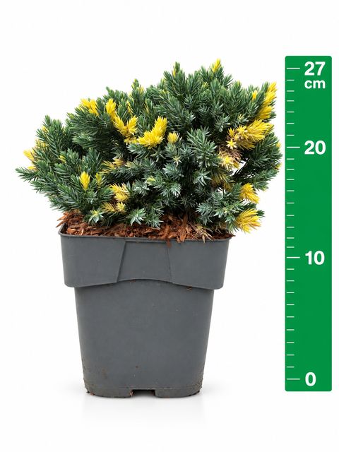 Juniperus squamata 'Floreant'
