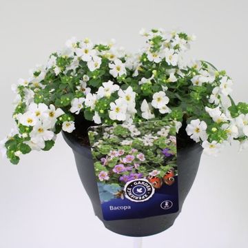 Sutera cordata 'Scopia Gulliver White'