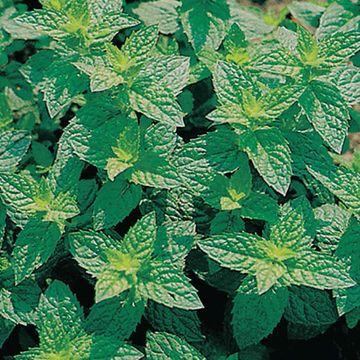 Mentha spicata