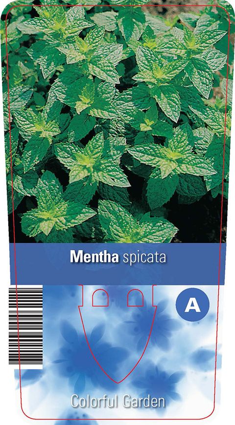 Mentha spicata