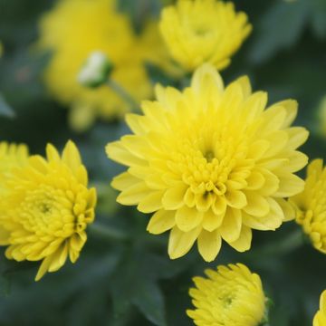 Chrysanthemum 'Jasoda Dark Yellow'