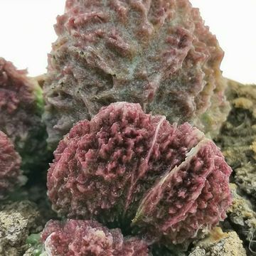 Adromischus marianae herrei 'Red Coral'