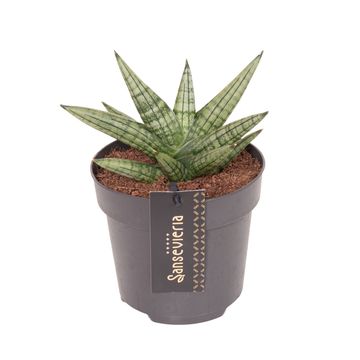 Sansevieria 'Inti Mini No.4'