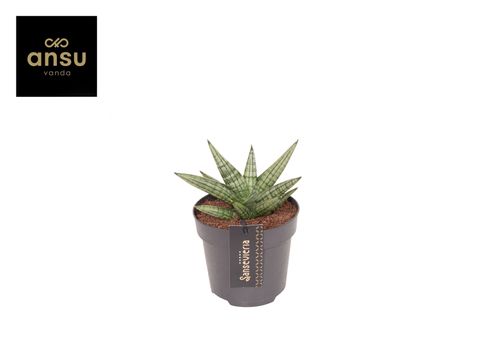 Sansevieria 'Inti Mini No.4'
