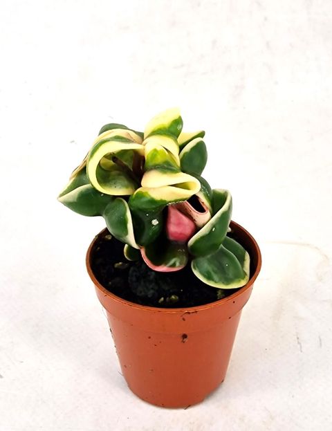 Hoya carnosa 'Compacta Variegata'