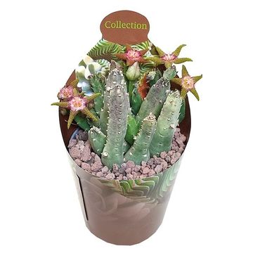 Stapelia flavopurpurea