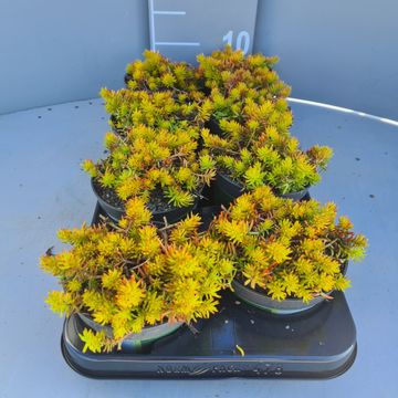 Sedum reflexum 'Angelina'