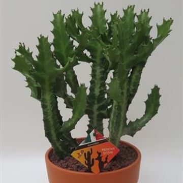 Euphorbia lactea compacta