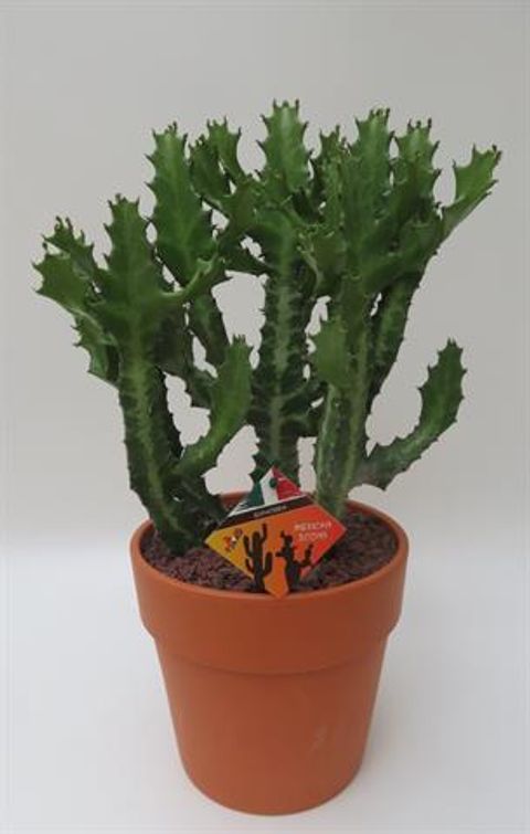 Euphorbia lactea compacta