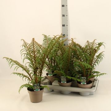 Cyathea tomentosissima 'Highland Lace'