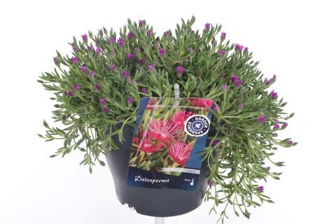 Delosperma aberdeenense 'Hot Pink'