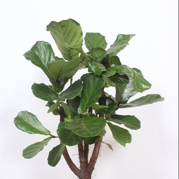 Ficus lyrata