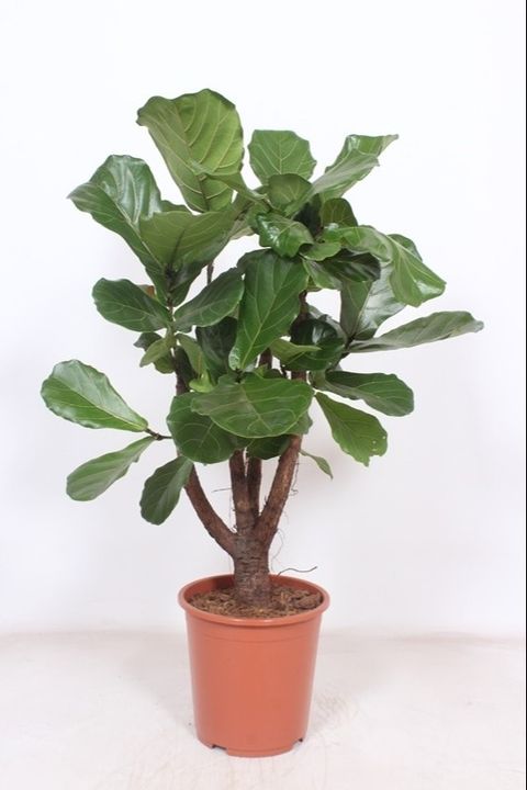 Ficus lyrata