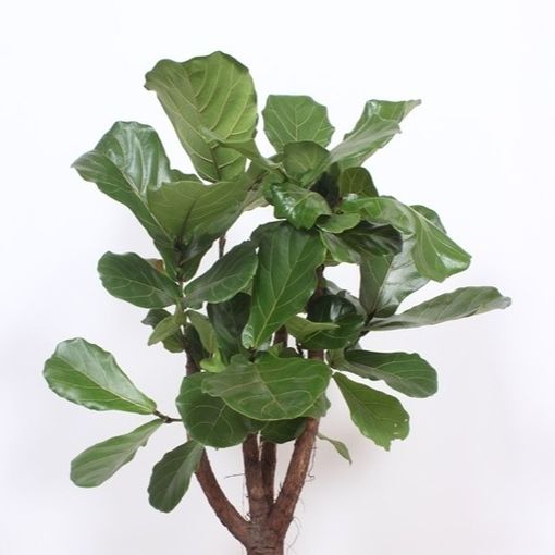 Ficus lyrata