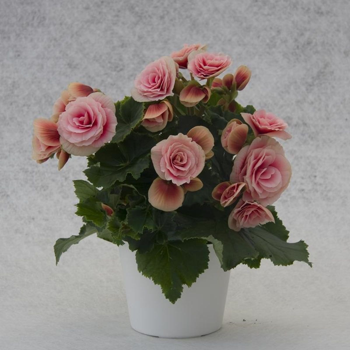 Begonia BORIAS — Plant Wholesale FlorAccess
