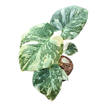 Monstera 'Crème Brûlée'