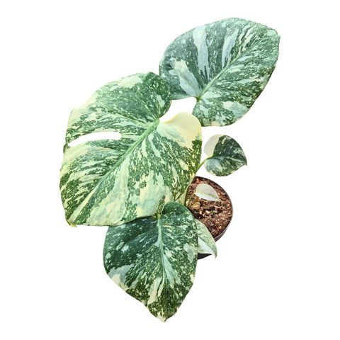 Monstera 'Crème Brûlée'