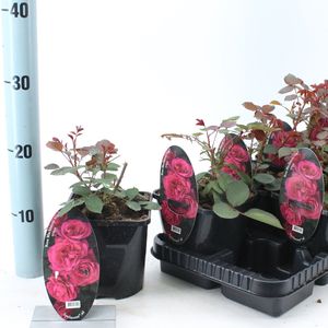 Rosa BLACKBERRY NIP (About Plants Zundert BV)