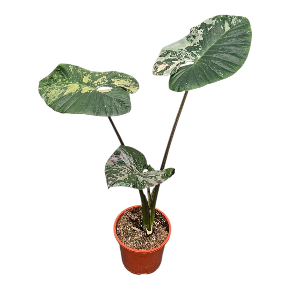 Alocasia 'Serendipity Variegata' — Plant Wholesale FlorAccess