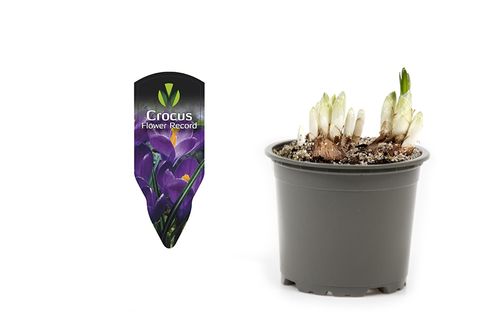 Crocus vernus 'Flower Record'