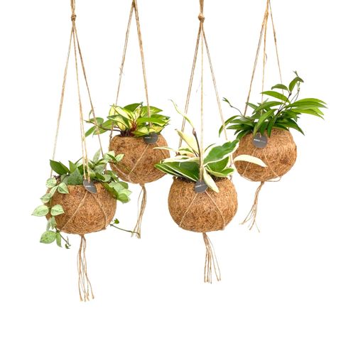 Hanging plants MIX