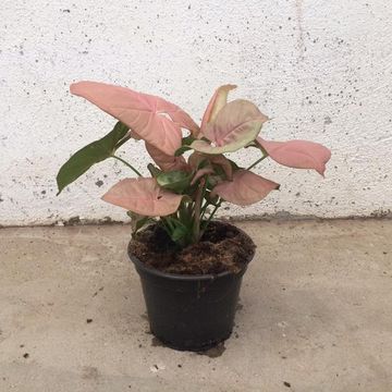 Syngonium podophyllum 'Neon'