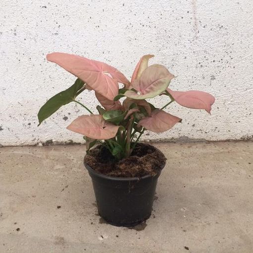 Syngonium podophyllum 'Neon'