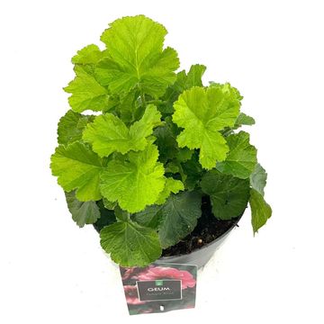 Geum TEMPO ROSE
