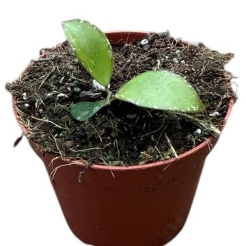 Hoya Sp Mini Coin Sp Kalimantan