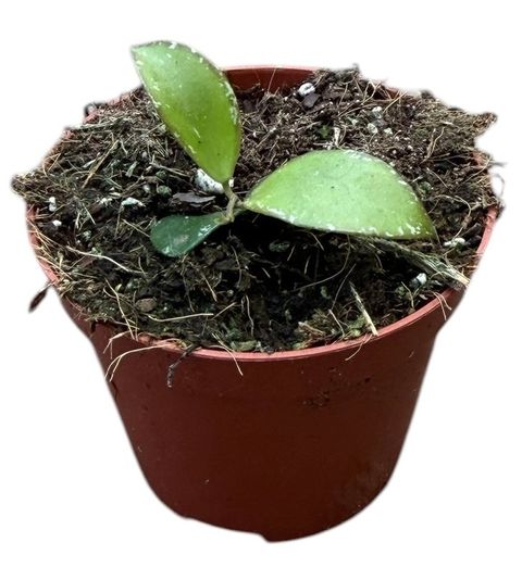 Hoya Sp Mini Coin Sp Kalimantan
