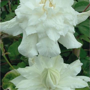 Clematis 'Sylvia Denny' (EL)