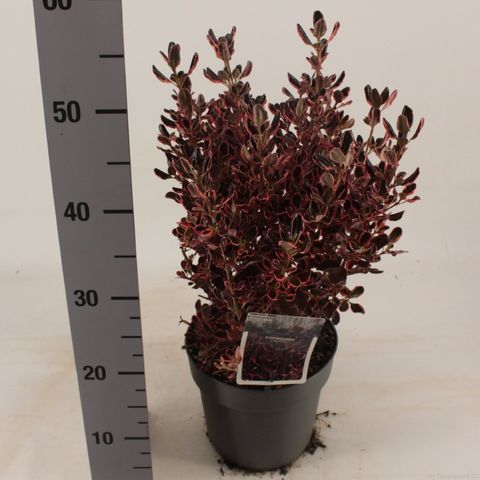 Coprosma 'Eclipse'